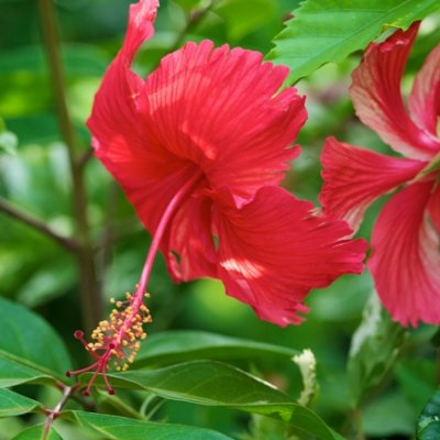 Beauty by Belize - Luxury by Design - Extraordinary Tropical Gardens – A Feast for the Eyes and Senses